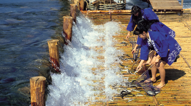 Sweet fish fishing weir (early Oct – early Dec)