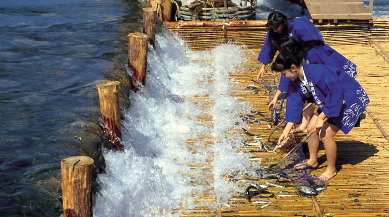 鮎やな（10月上旬〜12月上旬）