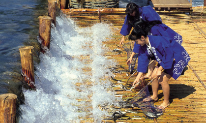 鮎やな（10月上旬〜12月上旬）