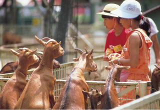 宮崎市フェニックス自然動物園